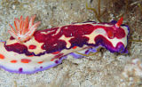 Nudibranch (Hypselodoris sp.)