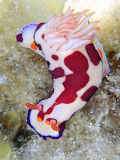 Nudibranch (Hypselodoris sp.)