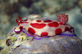 Nudibranch (Hypselodoris sp.)