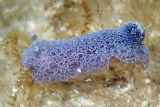 Nudibranch (Jorunna sp.)
