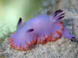 Nudibranch (Mexichromis macropus)