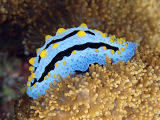 Nudibranch (Phyllidia coelestis)