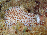 Obese Ascidian (Phallusia obesa)