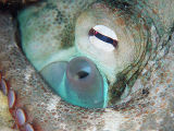 Octopus djinda