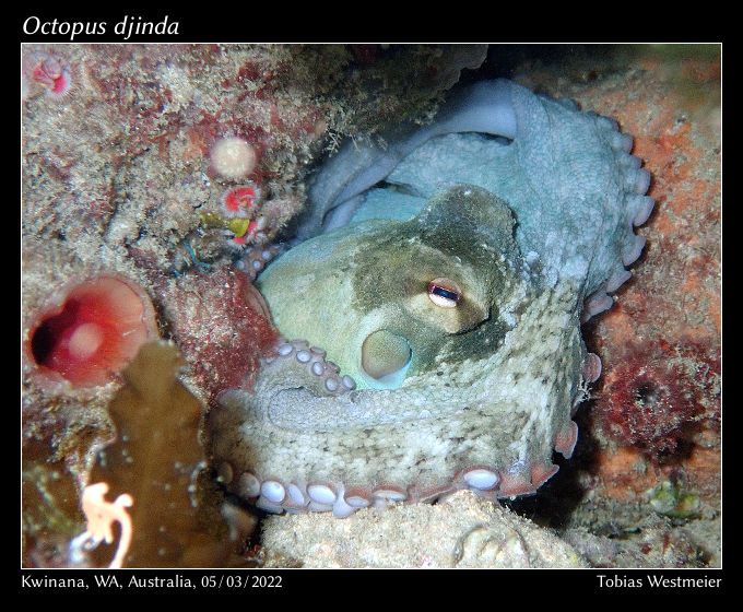 Octopus djinda