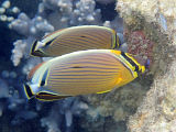 Oval Butterflyfish (Chaetodon lunulatus)