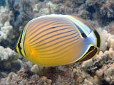 Oval Butterflyfish (Chaetodon lunulatus)