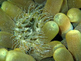 Pale Anemone (Exaiptasia diaphana)