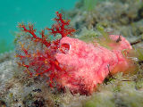 Pink Warty Sea Cucumber (Cercodemas anceps)