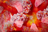 Pink Warty Sea Cucumber (Cercodemas anceps)