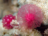 Puff Ball Sponge (Oceanapia sagittaria)