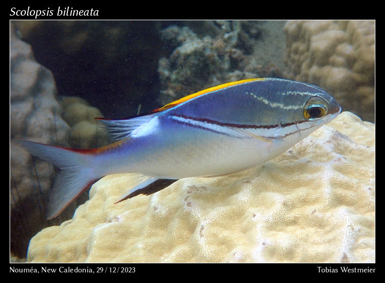 Scolopsis bilineata