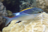 Scolopsis bilineata