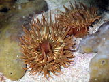 Sea Anemone (Anemonia cf. mutabilis)