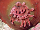 Sea Anemone (Isanemonia australis)
