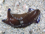 Sea Slug (Tubulophilinopsis lineolata)