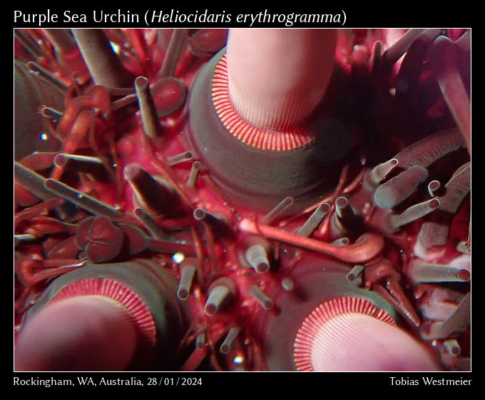 Purple Sea Urchin (Heliocidaris erythrogramma)