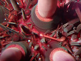 Purple Sea Urchin (Heliocidaris erythrogramma)