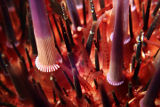 Short-spined Sea Urchin (Heliocidaris erythrogramma)