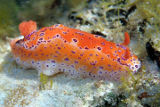Short-tailed Nudibranch (Ceratosoma brevicaudatum)