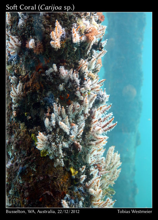 Soft Coral (Carijoa sp.)