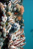 Soft Coral (Carijoa sp.)