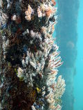 Soft Coral (Carijoa sp.)
