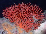 Soft Coral (Melithaea sp.)