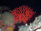 Soft Coral (Melithaea zimmeri)