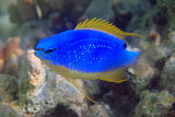 South Seas Devil (Chrysiptera taupou)