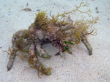 Spider Crab (Paranaxia serpulifera)