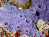 Unidentified Sponge