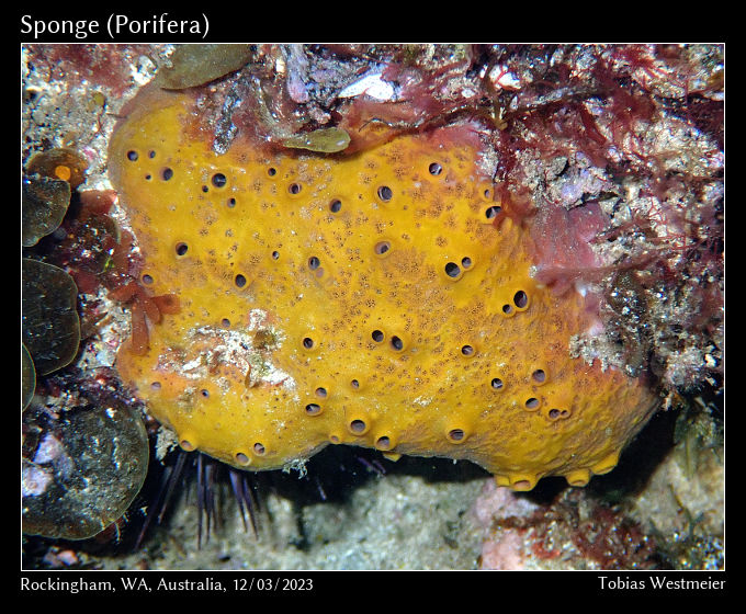 Unidentified Sponge