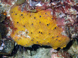 Unidentified Sponge