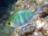 Staghorn Damselfish (Amblyglyphidodon curacao)
