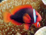 Tomato Clownfish (Amphiprion frenatus)