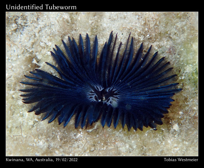 Unidentified Tubeworm