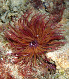 Tubeworm (fam. Sabellidae)