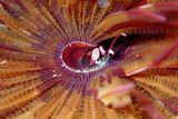 Tubeworm (fam. Sabellidae)