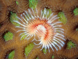 Tubeworm (fam. Serpulidae)