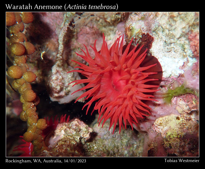 Waratah Anemone (Actinia tenebrosa)