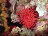 Waratah Anemone (Actinia tenebrosa)