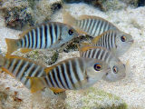 Zebrafish (Girella zebra)