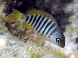 Zebrafish (Girella zebra)