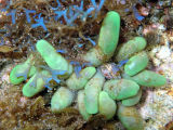 Zoanthid (Isaurus cliftoni)