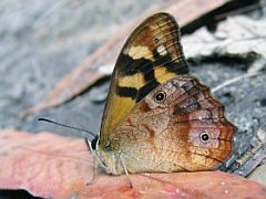 Heteronympha banksii