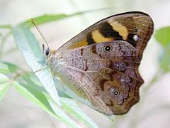 Heteronympha banksii