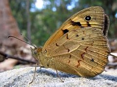 Heteronympha merope