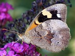 Heteronympha merope