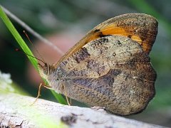 Heteronympha mirifica